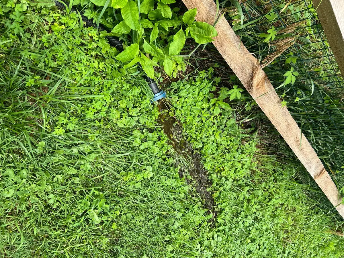 Aquatic plantings around a clear water feature
