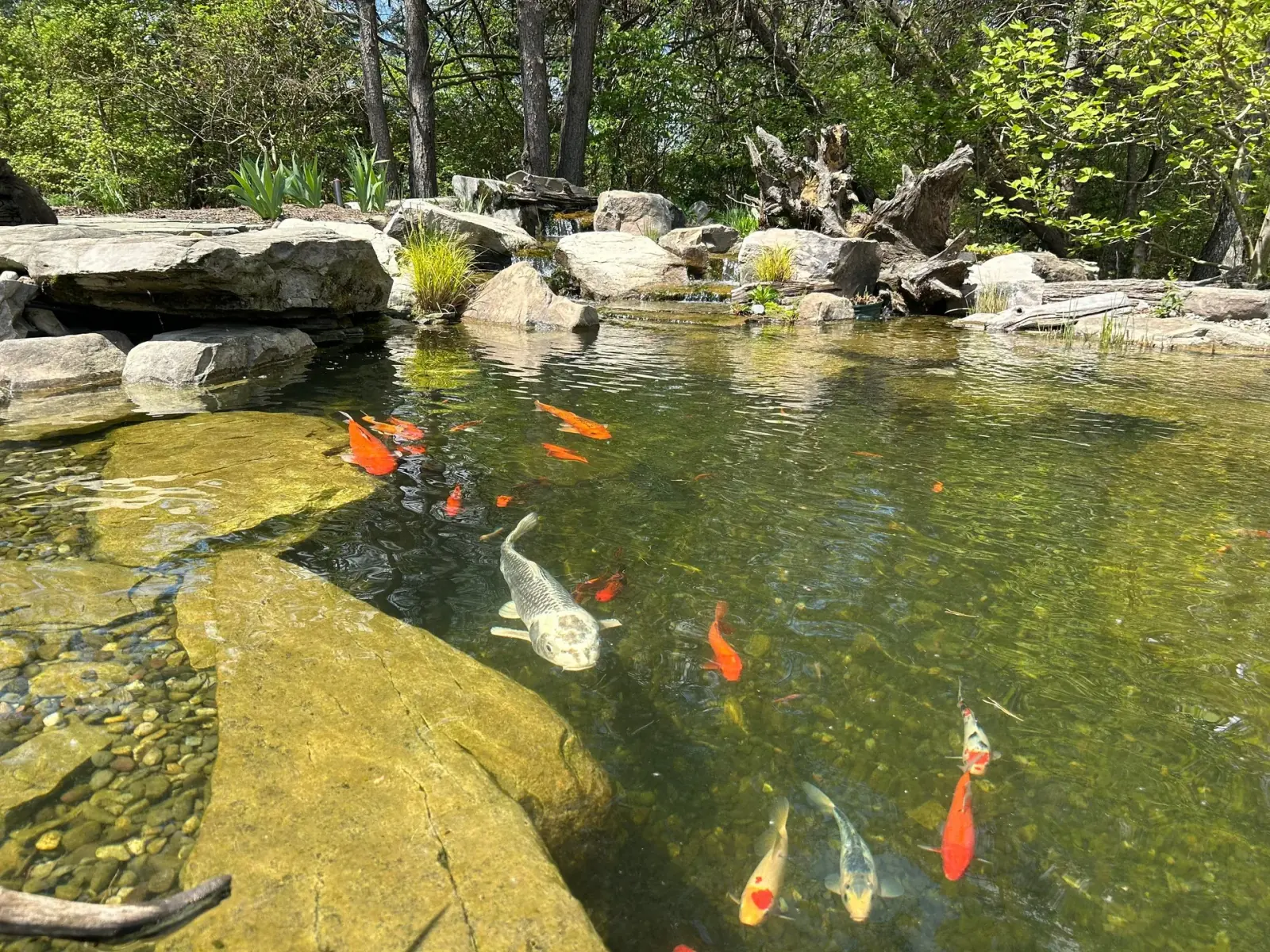 Rock Water Ponds technician performing professional pond maintenance in the Delaware Valley