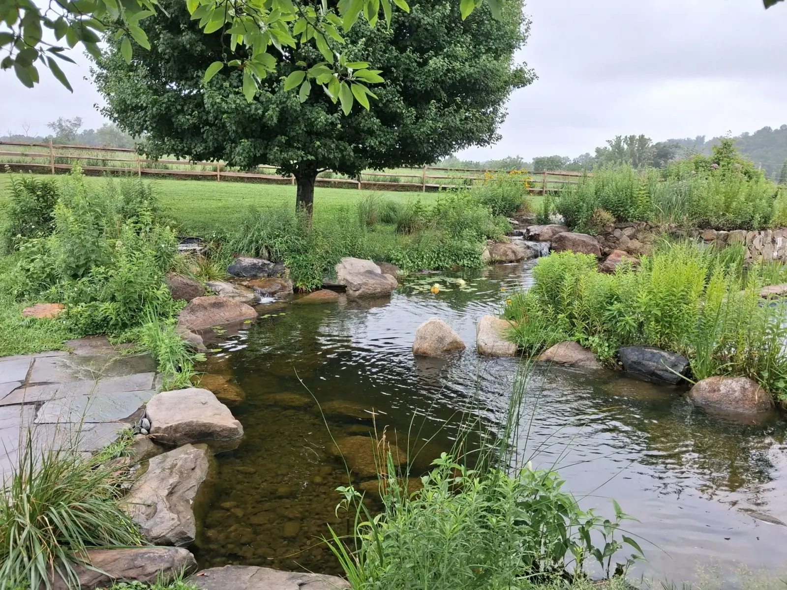 Recently completed natural pond with lush aquatic plantings