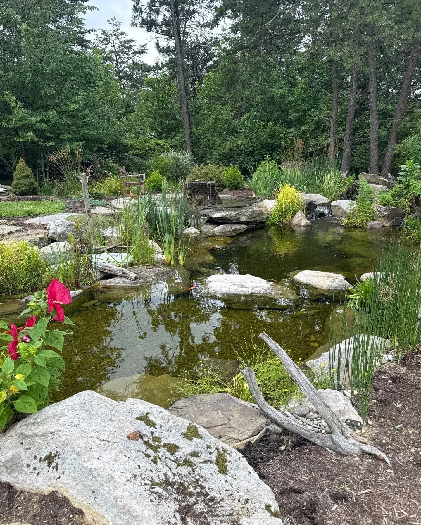 Recently completed natural pond framed by native plantings and stone